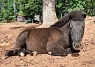 Miniature - Horse for Sale in Anderson, SC 29621