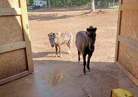 Miniature Horse (Miniature Horse, Gelding) in Anderson, SC