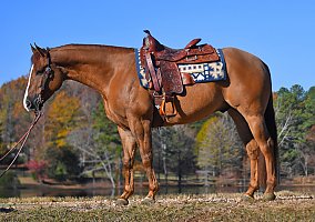 Quarter Horse (Quarter Horse, Gelding) in Los Angeles, CA
