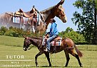 Mule - Horse for Sale in Tompkinsville, KY 42167