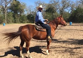 Quarter Horse (Quarter Horse, Mare) in Rosanky, TX