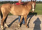 Quarter Horse - Horse for Sale in Valdosta, GA 31601