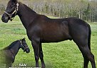 Tennessee Walking - Horse for Sale in , TN 63601