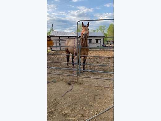 Buckskin Mare