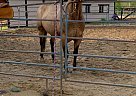 Quarter Horse - Horse for Sale in chelmsford, ON p0l 1m0