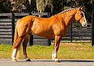 Draft - Horse for Sale in Boston, MA 02108 Draft - Horse for Sale in Boston, MA 02108