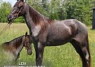 Tennessee Walking - Horse for Sale in hustonville, KY 40437