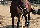 Lady Gritt - Mare in Lakeville, MN Lady Gritt - Mare in Lakeville, MN