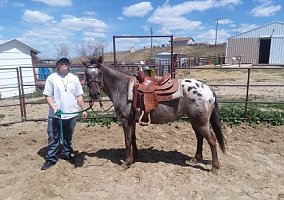 Pony of the Americas (Pony of the Americas, Mare) in Casper, WY