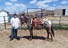 Pony of the Americas - Horse for Sale in Casper, WY 82636