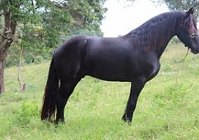 Friesian (Friesian, Mare) in Saint Cloud, MN