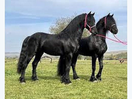 Friesian Mare Horse
