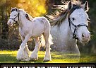 Gypsy Vanner - Horse for Sale in , FL 34601