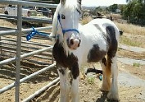 Gypsy Vanner (Gypsy Vanner, Mare) in Winchester, CA