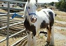 Gypsy Vanner - Horse for Sale in Winchester, CA 92596