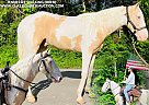 Tennessee Walking - Horse for Sale in Tompkinsville, KY 42167