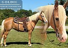 Missouri Fox Trotter - Horse for Sale in Houston, MO 65483