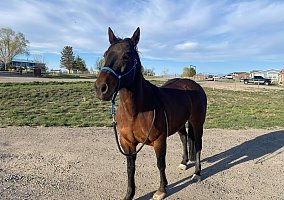 Quarter Horse (Quarter Horse, Gelding) in Spring creek, NV