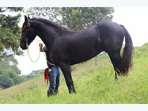 Perfect Friesian Mare