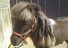 Miniature - Horse for Sale in Anderson, SC 29621