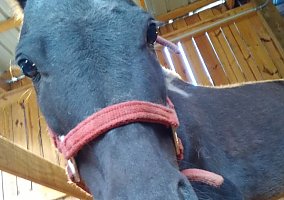 Miniature Horse (Miniature Horse, Gelding) in Anderson, SC