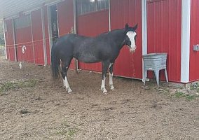 Quarter Horse (Quarter Horse, Mare) in Lewiston, MI