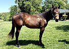 Quarter Horse - Horse for Sale in Cave City, KY 42127