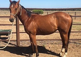 Quarter Horse (Quarter Horse, Mare) in Sparks, NV