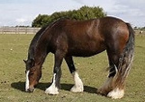 Quarter Horse (Quarter Horse, Gelding) in Carson City, NV