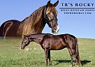 Rocky Mountain - Horse for Sale in , KY 40361