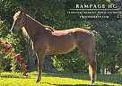 Tennessee Walking - Horse for Sale in Bowling Green, KY 42101