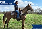 Tennessee Walking - Horse for Sale in GILLSVILLE, GA 30543