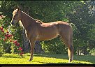 Tennessee Walking - Horse for Sale in Bowling Green, KY 42101