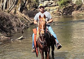 Tennessee Walking