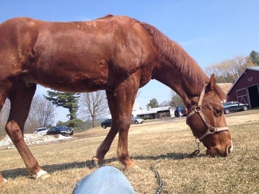 Sweet Gelding for Sale