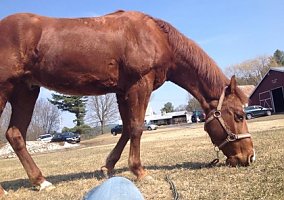 Quarter Horse (Quarter Horse, Gelding) in Lake George, NY