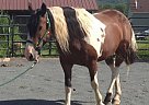 Paint Gelding for Sale in Lehighton, Pennsylvania Paint Gelding for Sale in Lehighton, Pennsylvania