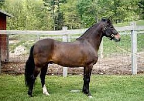 Quarter Horse (Quarter Horse, Gelding) in North Las Vegas, NV