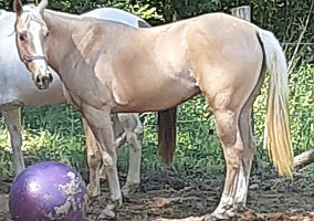 Quarter Horse (Quarter Horse, Mare) in Kannapolis, NC