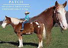 Appaloosa - Horse for Sale in Parker's Lake, KY 42634 Appaloosa - Horse for Sale in Parker's Lake, KY 42634