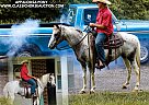 Appaloosa - Horse for Sale in Columbia, TN 38401