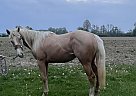 Appendix - Horse for Sale in Edison, OH 43320