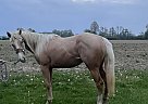 Appendix - Horse for Sale in Edison, OH 43320 Appendix - Horse for Sale in Edison, OH 43320