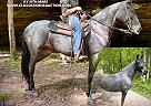 Kentucky Mountain - Horse for Sale in Jeffersonville, KY 40337 Kentucky Mountain - Horse for Sale in Jeffersonville, KY 40337