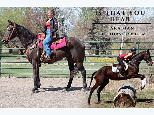 Bay Thoroughbred (OTTB) Mare