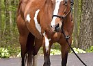 Sedona - Mare in Brogue, PA Sedona - Mare in Brogue, PA