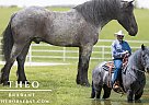Draft - Horse for Sale in Mountain Grove, MO 65711