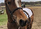 Dakota - Mare in Cumberland, ON Dakota - Mare in Cumberland, ON