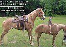 Tennessee Walking - Horse for Sale in Huntingdon, TN 38344 Tennessee Walking - Horse for Sale in Huntingdon, TN 38344