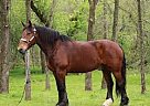 Quarter Horse - Horse for Sale in Jacksonville, FL 32205